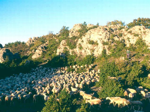 Troupeau de brebis dans les Grands Causses