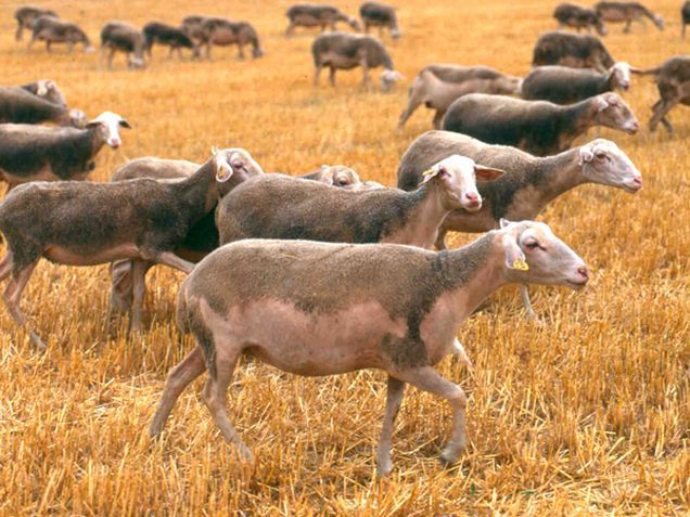 Brebis dans des chaumes de céréales