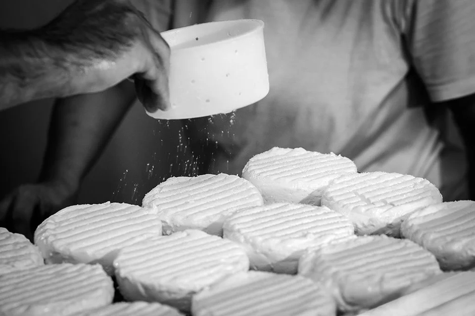 Fabrication du Pérail : fromage Pérail IGP au lait entier de brebis