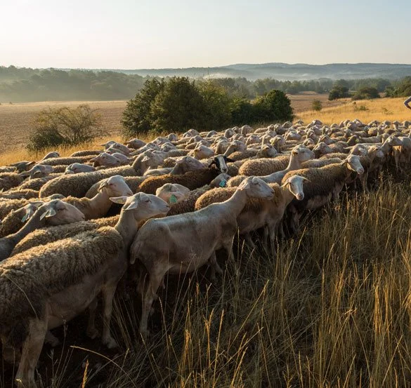 Fromage Pérail IGP au lait entier de brebis