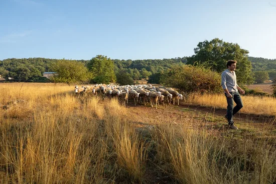 Le Pérail : fromage des causses au lait entier de brebis, IGP Pérail