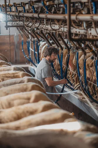 La traite du fromage Pérail, IGP