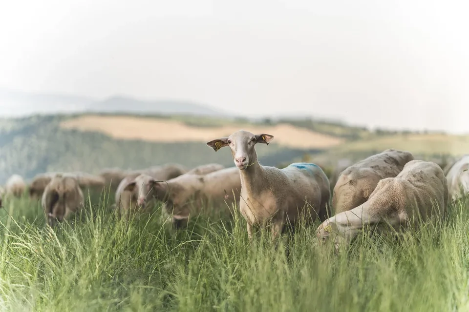 Les brebis de race Lacaune pour la fabrication de l'IGP Pérail