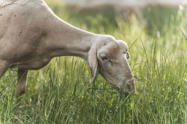 La brebis de race Lacaune : un lait pour la fabrication du pérail IGP