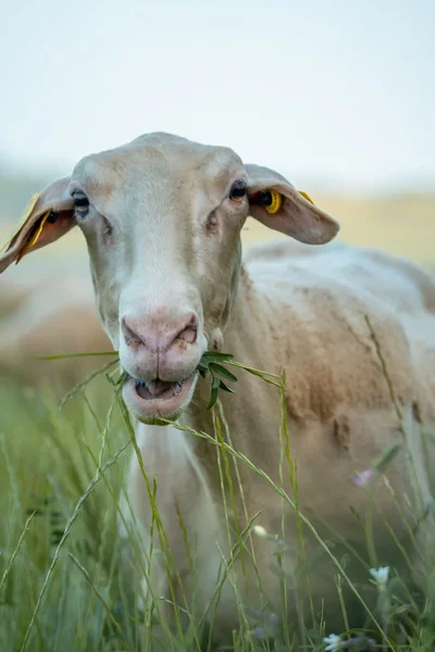 La brebis de race Lacaune, lait du pérail IGP